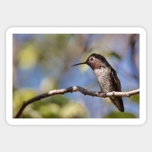 Anna's Hummingbird Perched in a Tree Sticker